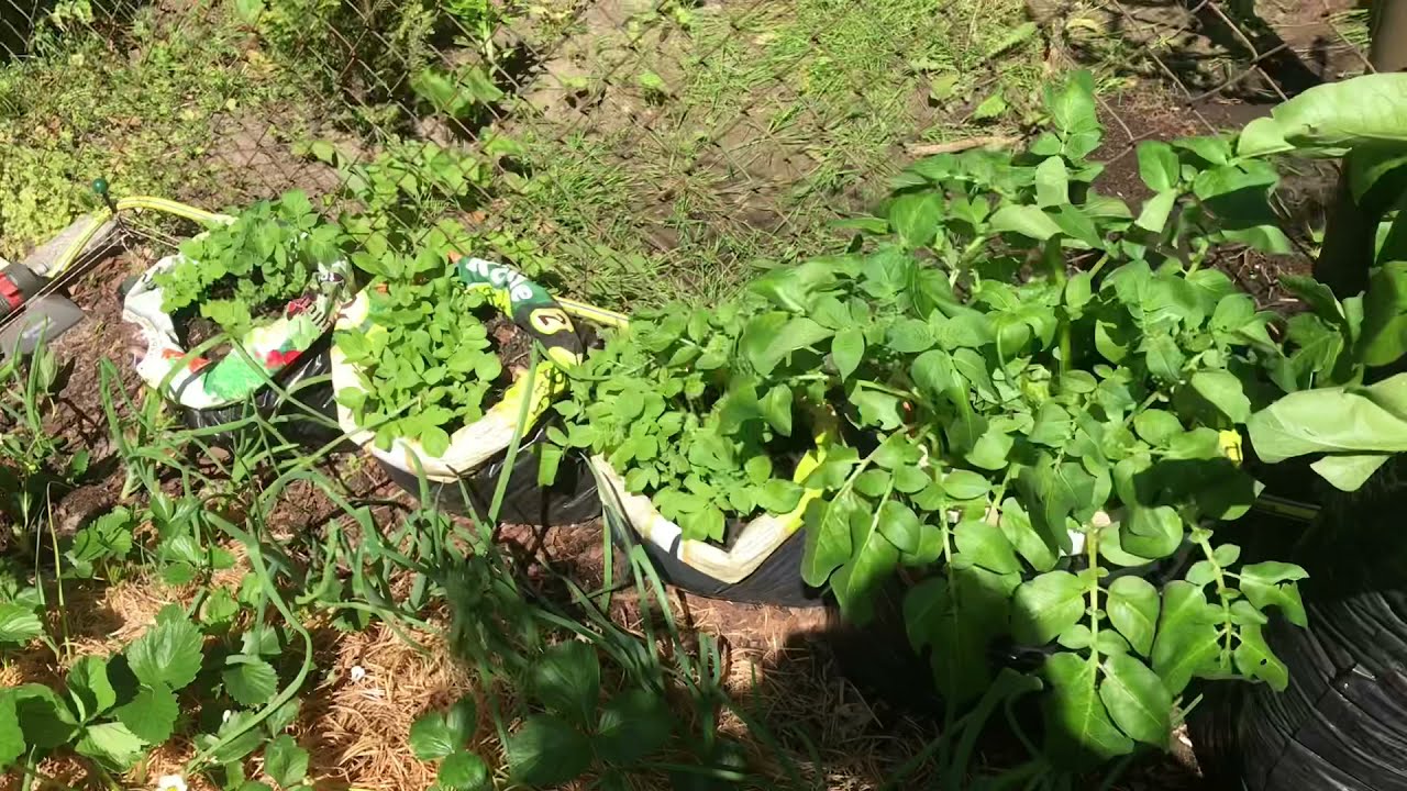 انتاج البطاطس في الأكياس Potatoes in bags