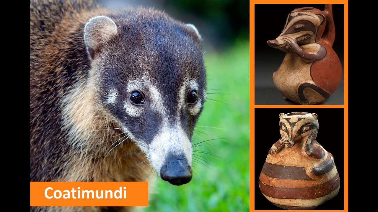Coatimundi: The Forgotten Sacred Animal of the Southwest