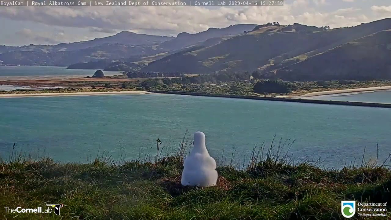 Live Like An Albatross Chick: 6 Hours In 3 Minutes #StayAtHome | #RoyalCam | NZ DOC | Cornell Lab