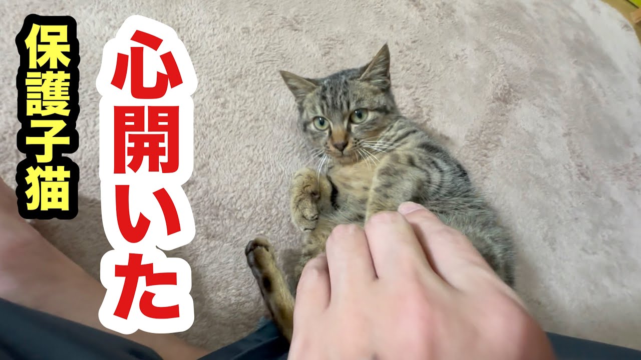 保護子猫に変化が現れてきました！お腹を見せてくれるようになった