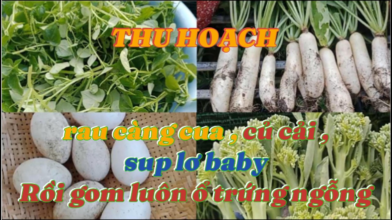THU HOẠCH RAU CÀNG CUA , CỦ CẢI TRẮNG , SUPLO BABY , GOM LUÔN 1 Ổ TRỨNG NGỖNG