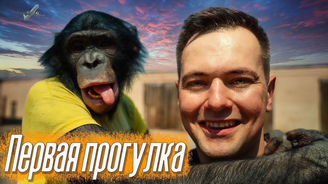 Шимпанзе Боня начала нервничать? | Изменения в работе и первая прогулка в этом году