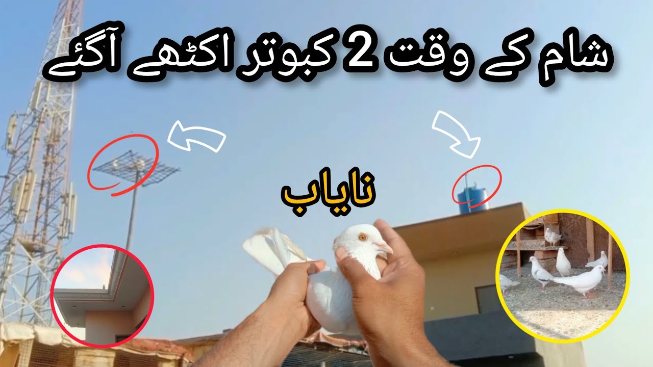 Sham ke wakt kisi ka breedar kabootar pakda || Full chiri mari video 2026