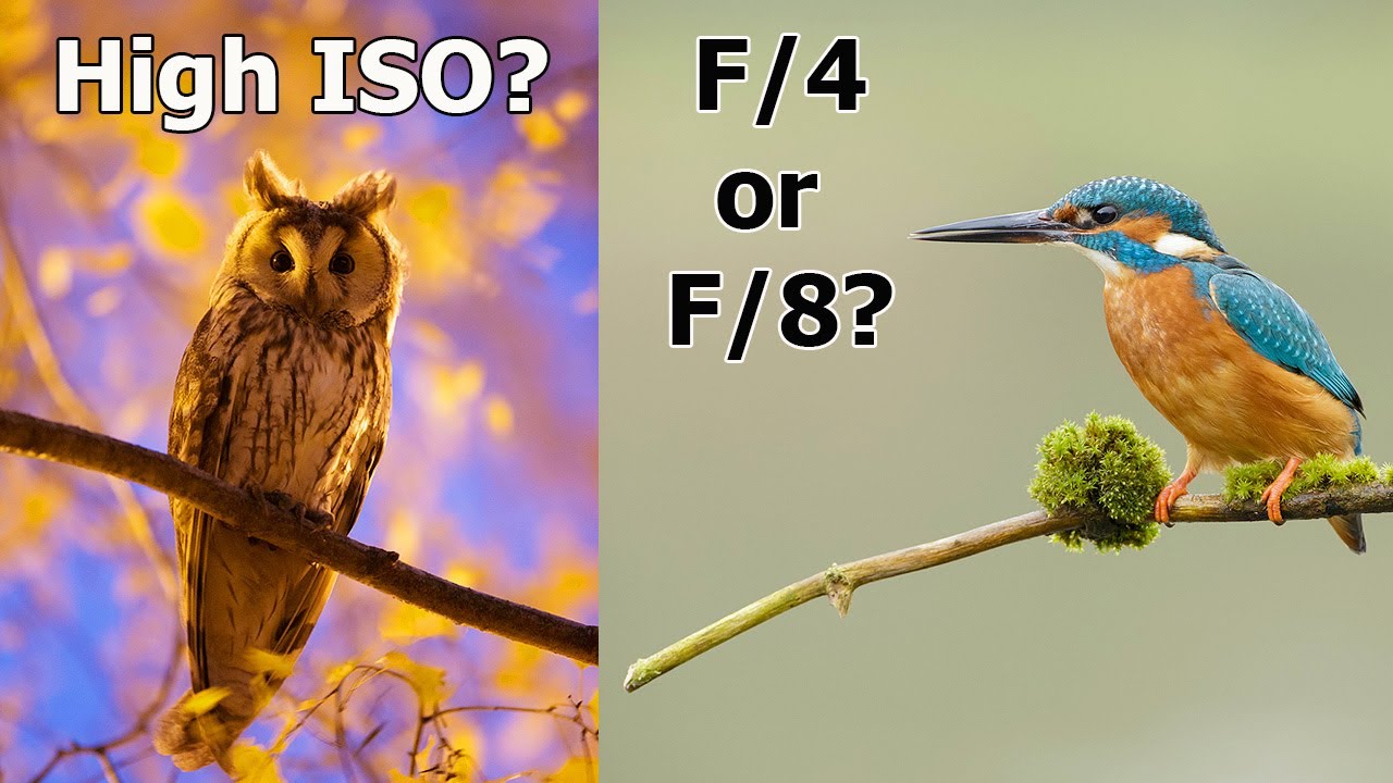 Wildlife Photography Tips - 5 MORE MISTAKES I used to Make