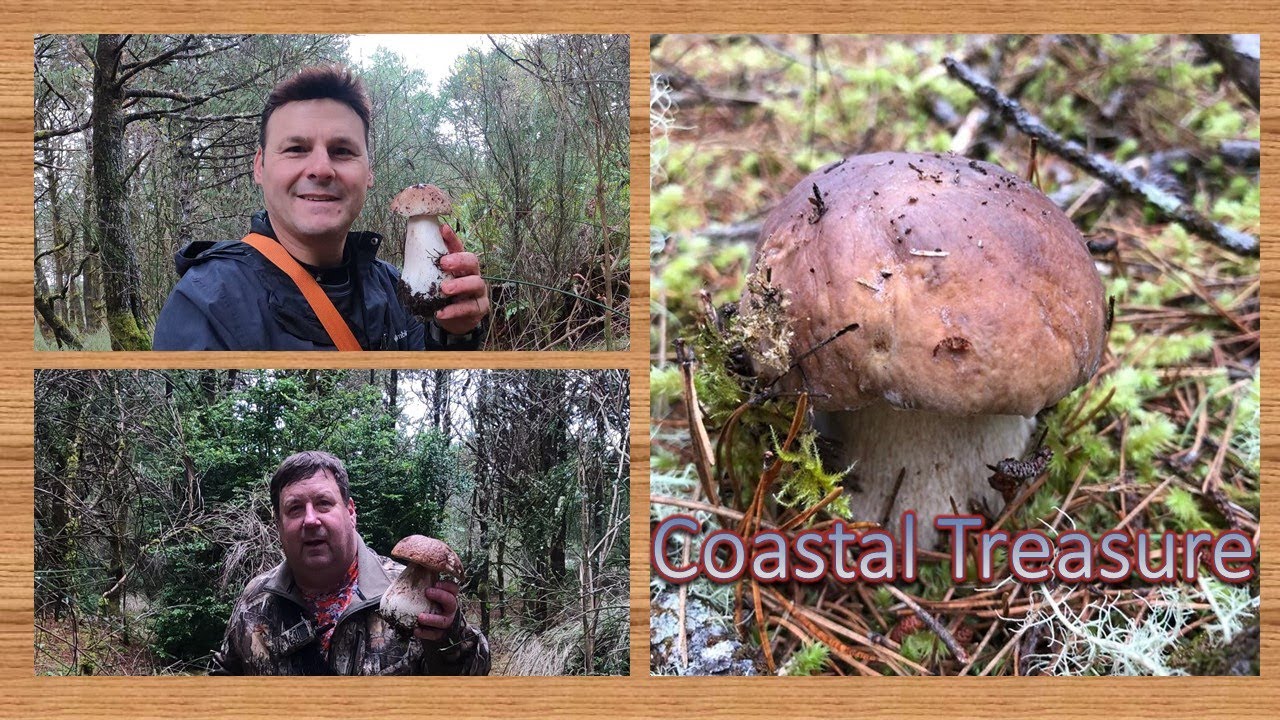 Mushroom Hunting - Porcini and Chanterelles