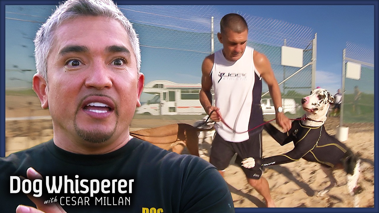 Cesar Steps In To Help Misbehaving Great Danes | Dog Whisperer With Cesar Millan