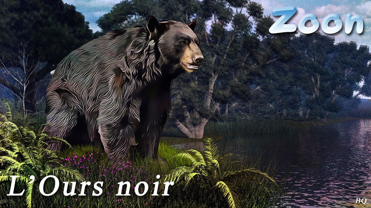 L'Ours noir d’Amérique – The American black bear
