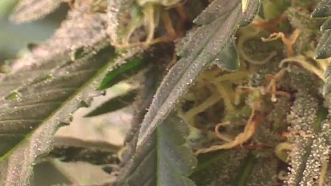 medical marijuana induction grow light! HD