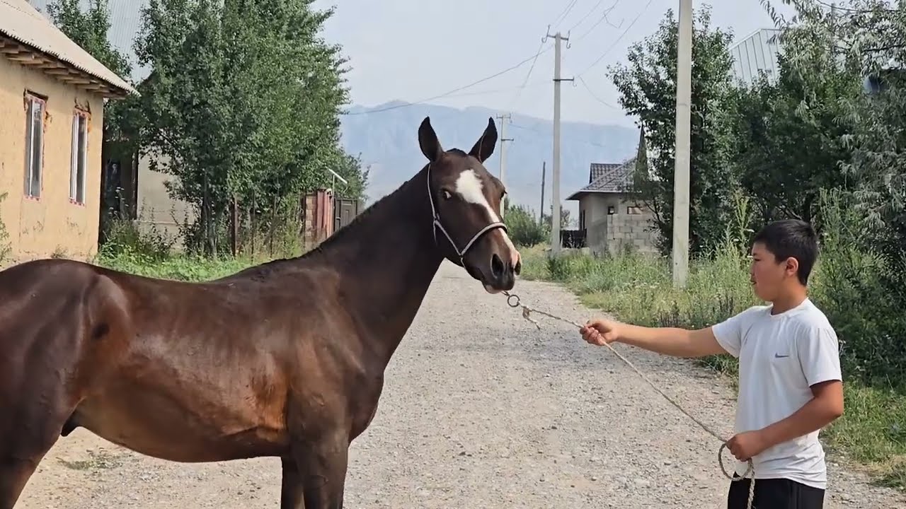 Тору кашка тай сатылат тел:+996 220 049 392