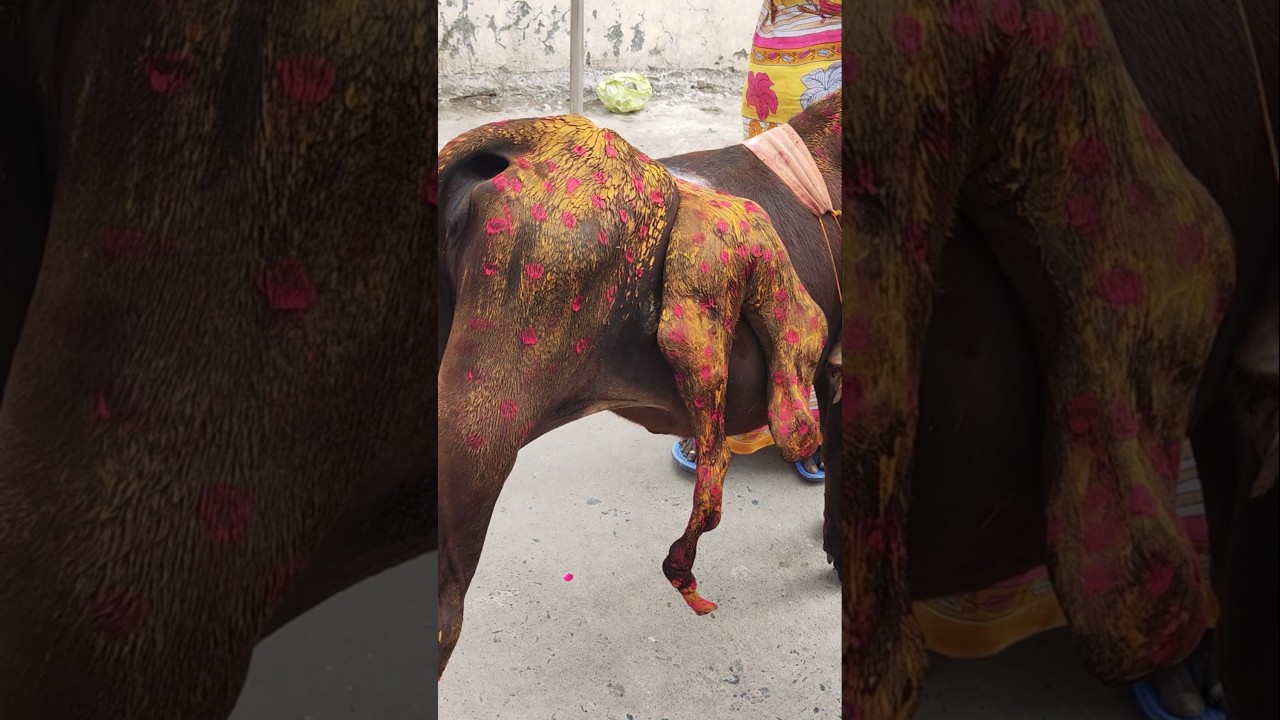 Samayapuram Mariamman &ndash; Miracle Cow with 6 Legs Seen! 😲🐄🙏 #DivineSigns #Samayapuram #cow #6LeggedCow
