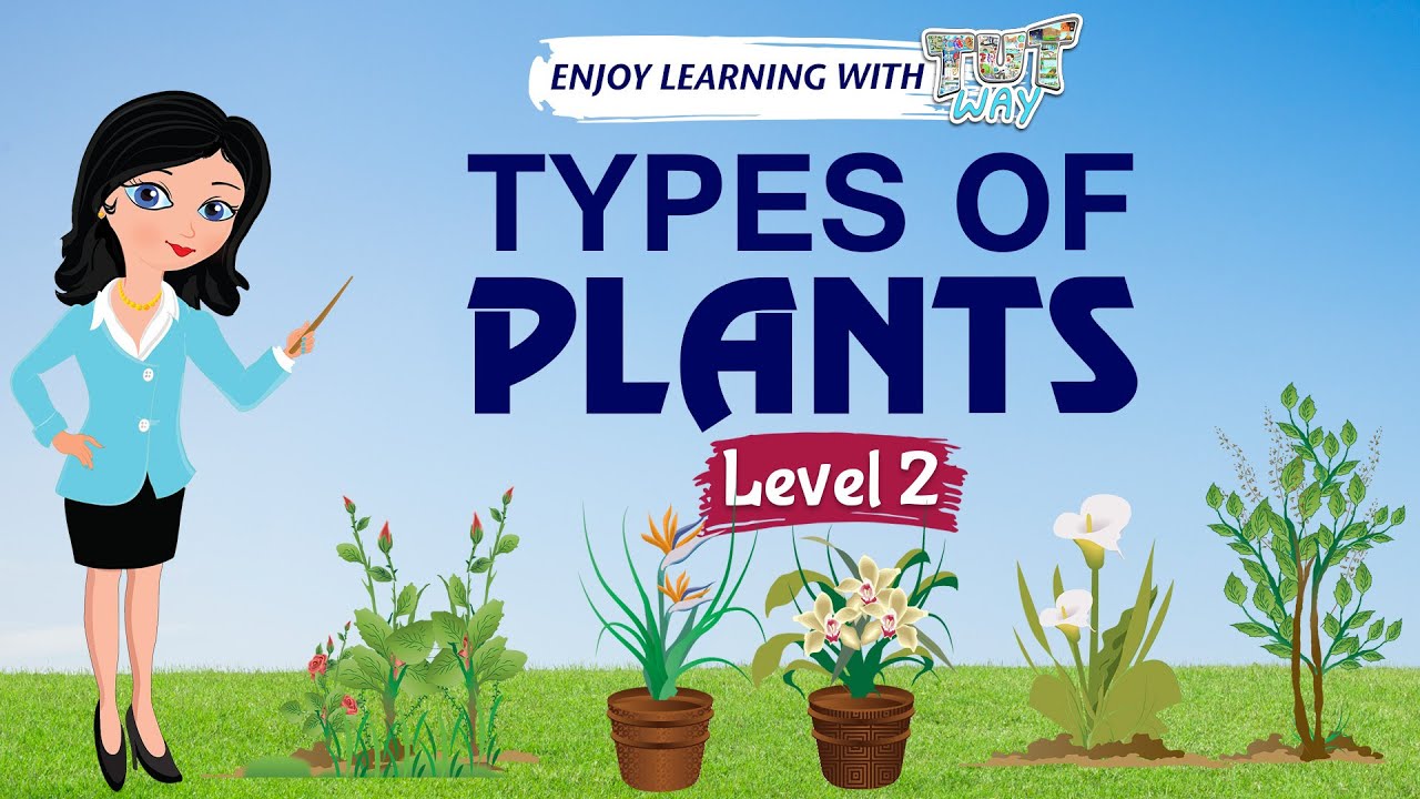 Types of Plants | Science | Grade 1 & 2 | TutWay
