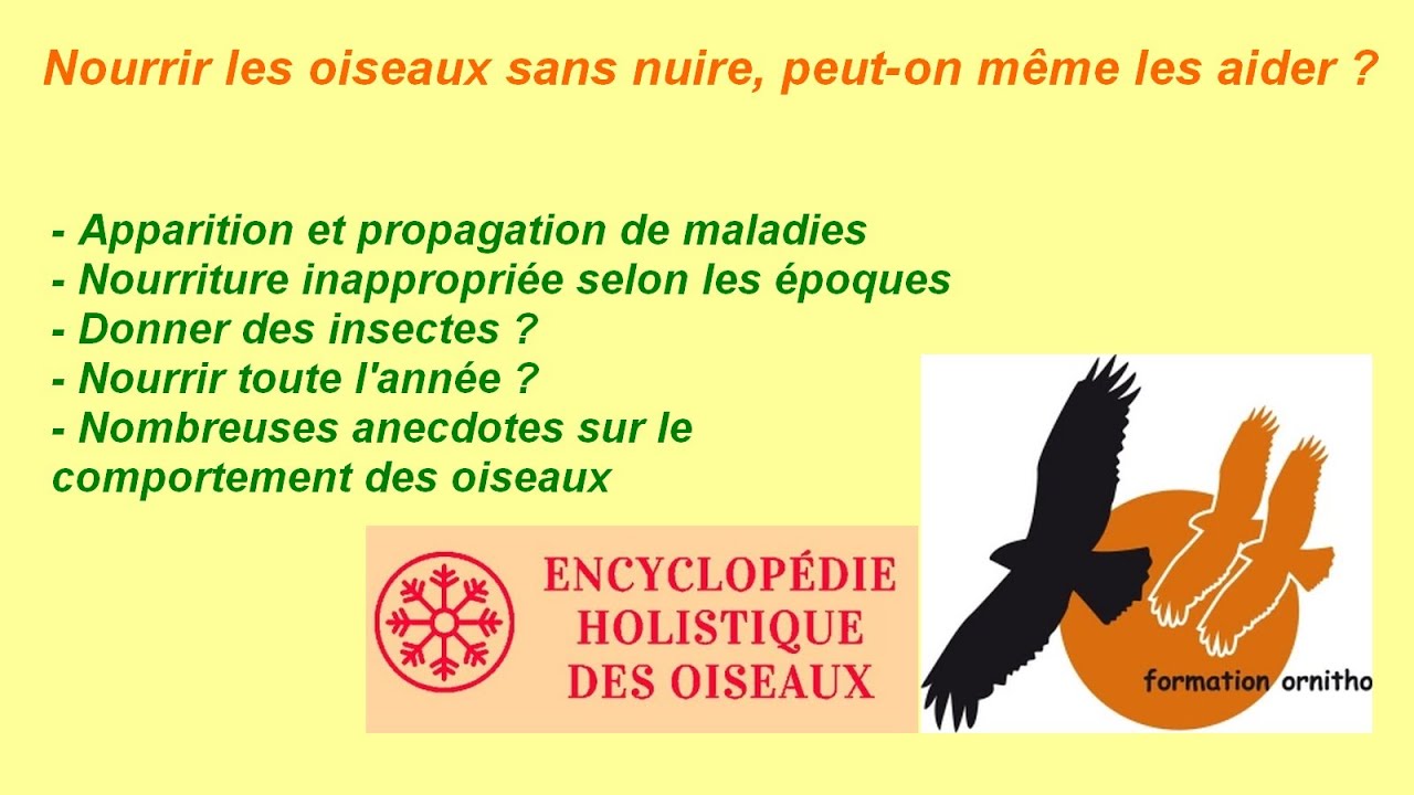 Nourrir les oiseaux : période, insectes, maladies... et bien plus !
