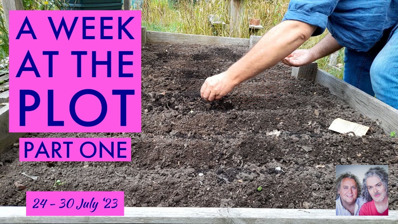 Sowing Carrots, Fennel & Swede, & Pricking Out Lettuce: A Week at the Plot, 24-30 July '23 - Part1