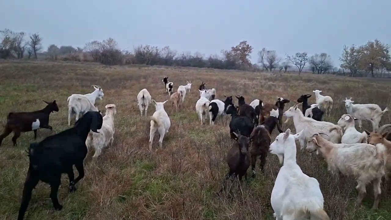 Keçilərin qışa hazırlığı, nələrə diqqət etməliyik?