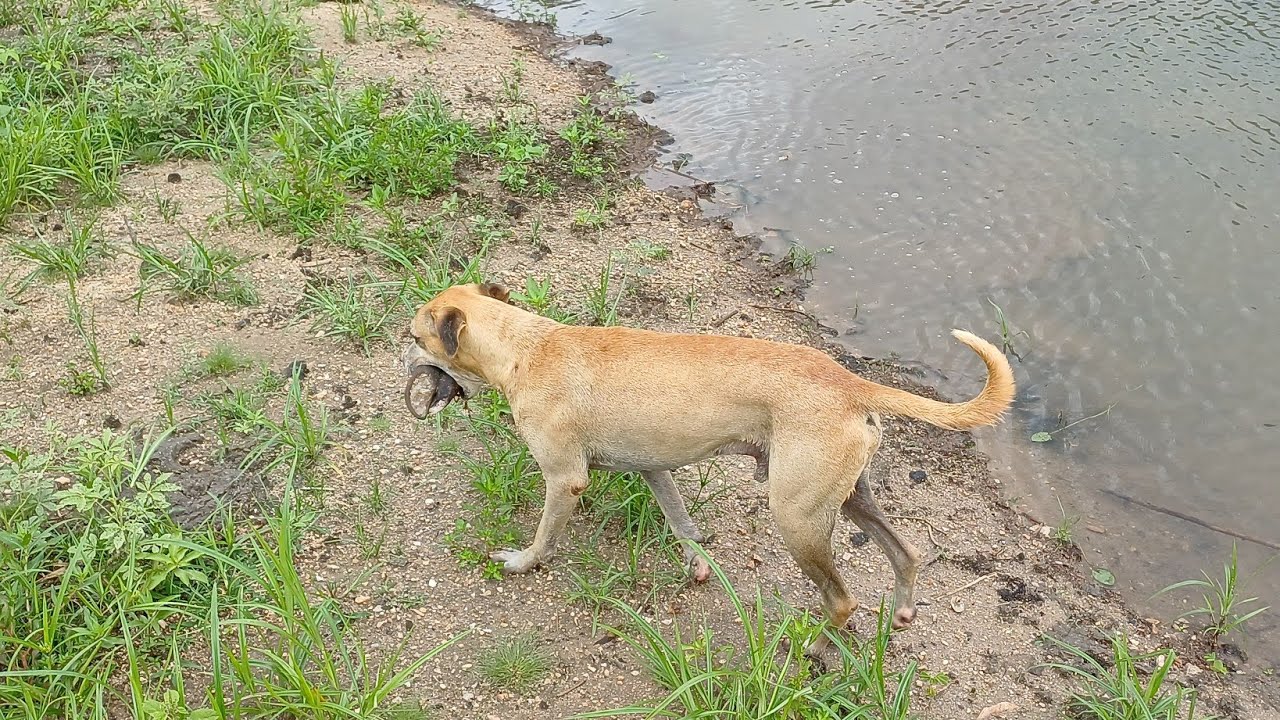 VOLTOU A CHOVER E OS PEIXES SOBEM NO RIACHO