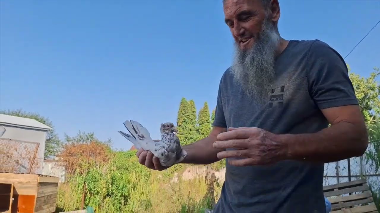 Бакинские голуби Казбека в Чегеме!