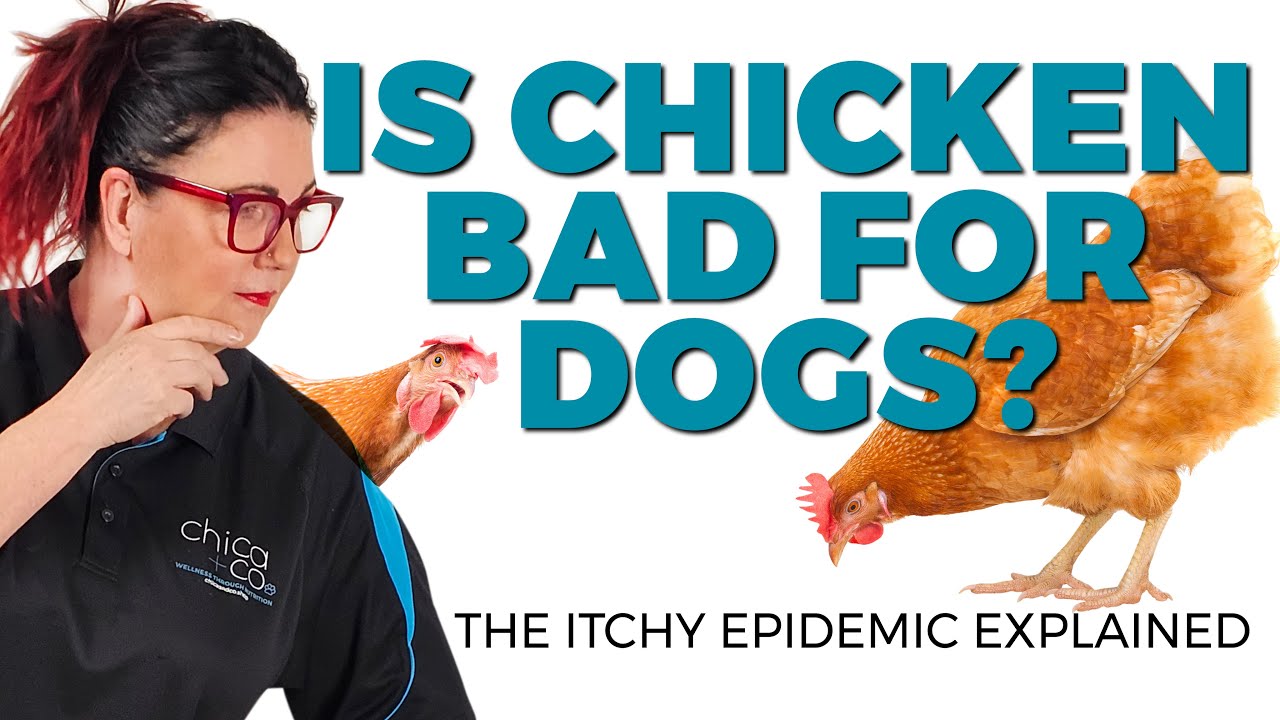 Is Chicken bad for Dogs?