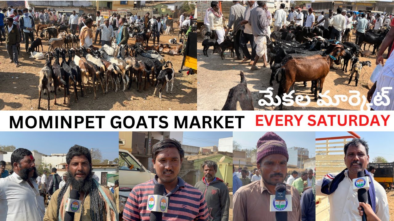 MOMINPET GOATS MARKET మోమిన్‌పేట్ మేకల మార్కెట్ MOMINPET SHEEP MARKET EVERY SATURDAY