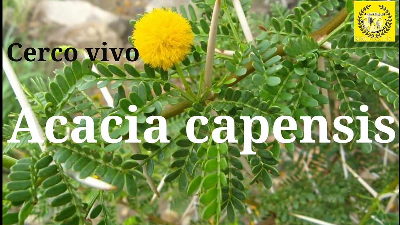 Cuidados de la Acacia capensis | Especial cerco vivo