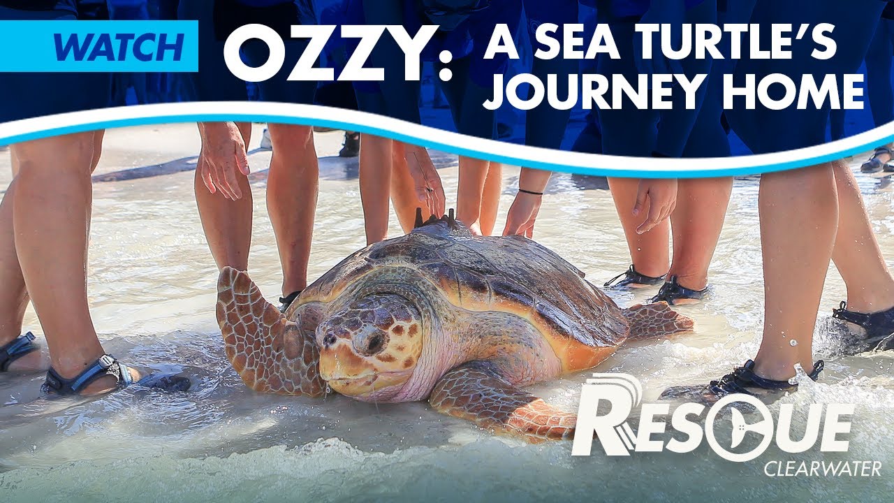 Ozzy: A Sea Turtle's Journey Home - Rescue-Clearwater Season 2: Ep. 4