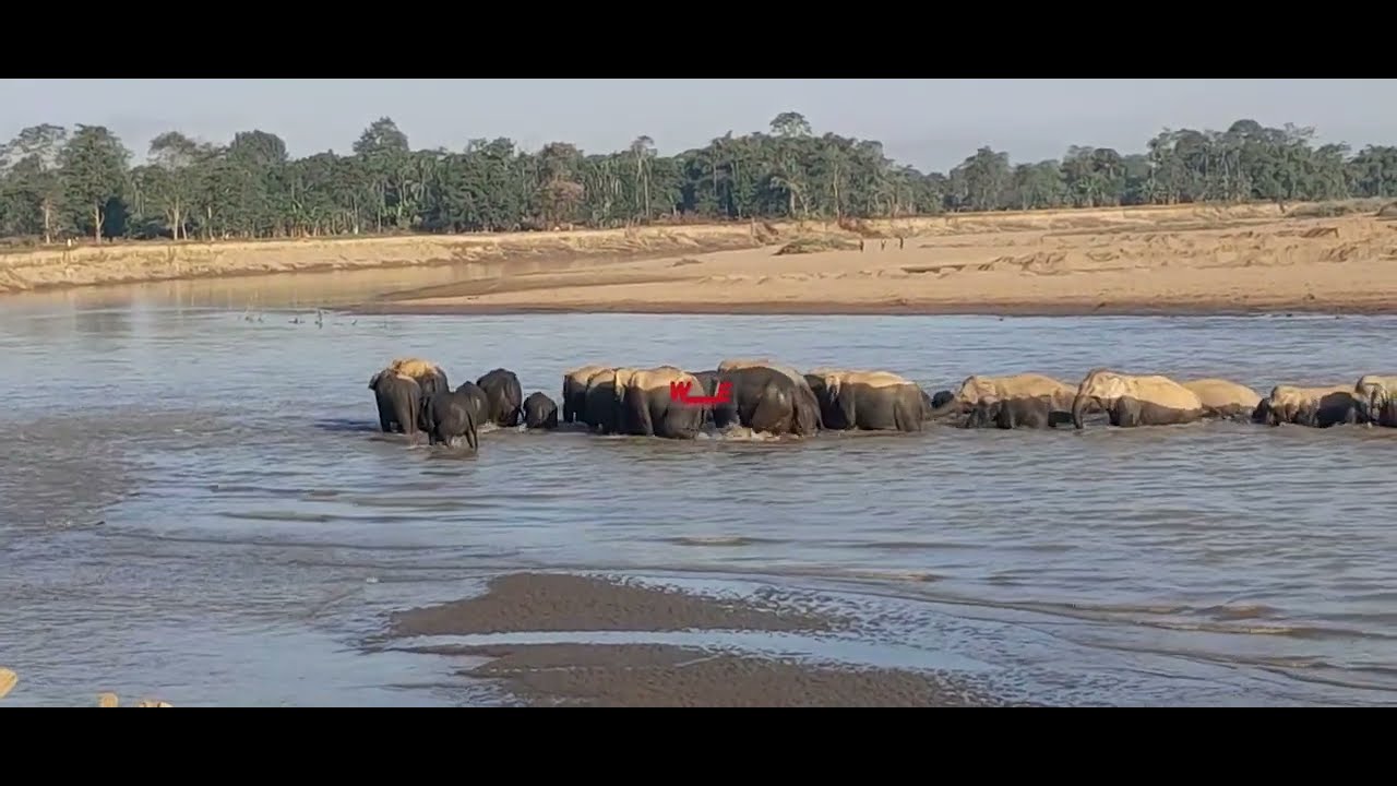Elephant Herd Navigates the Dhansiri River🌊