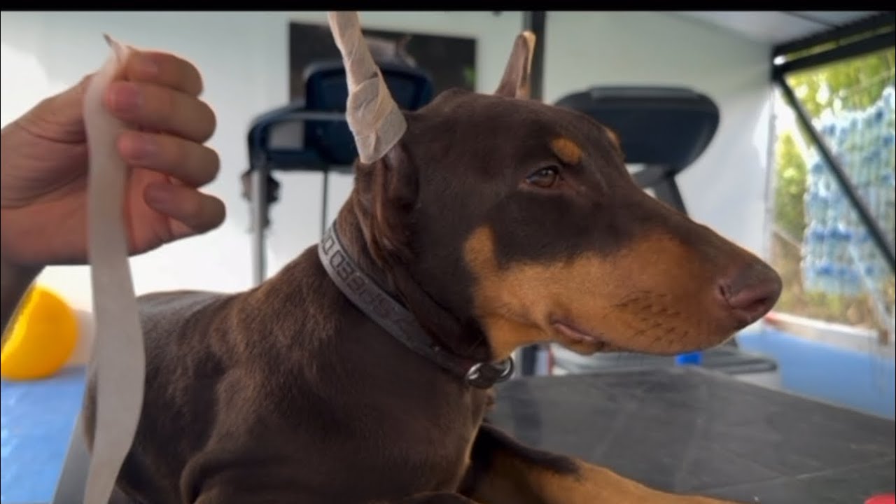 Cómo ponerle un vendajes a las orejas de un Doberman ?
