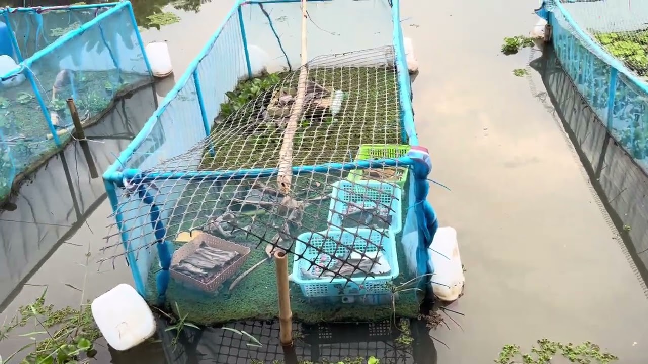 ป่นปลา เข่งแม่ไฃ่