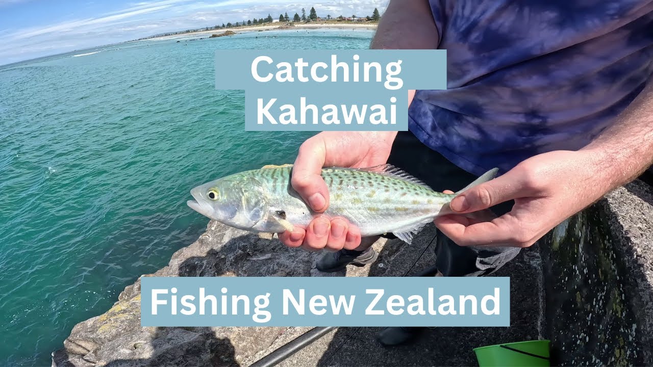 Fishing in New Zealand - Catching Kahawai