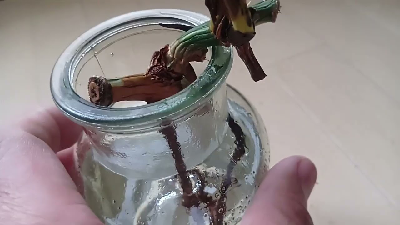 【斑入りモンステラ】メルカリで購入　パート52　既存の葉が駄目に
