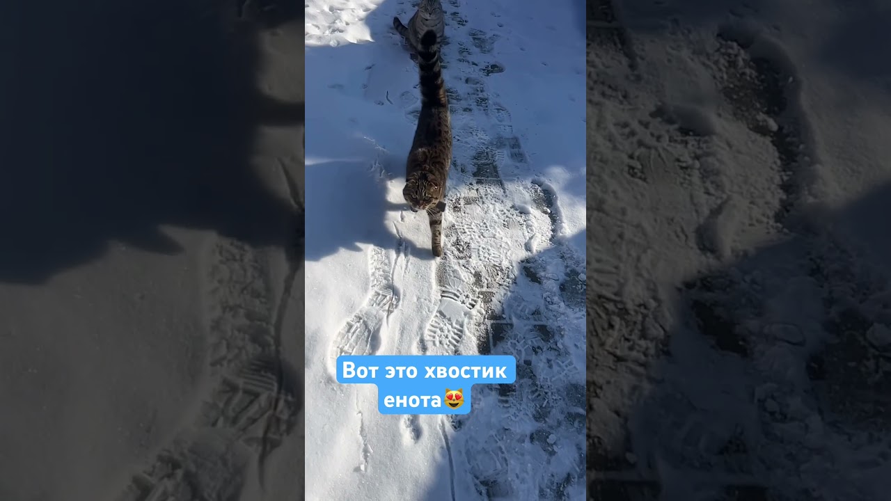 Замедляю чтобы налюбоваться 😉 #позитив #cat #веселыекоты #funny #shorts #cute #красиваякошка