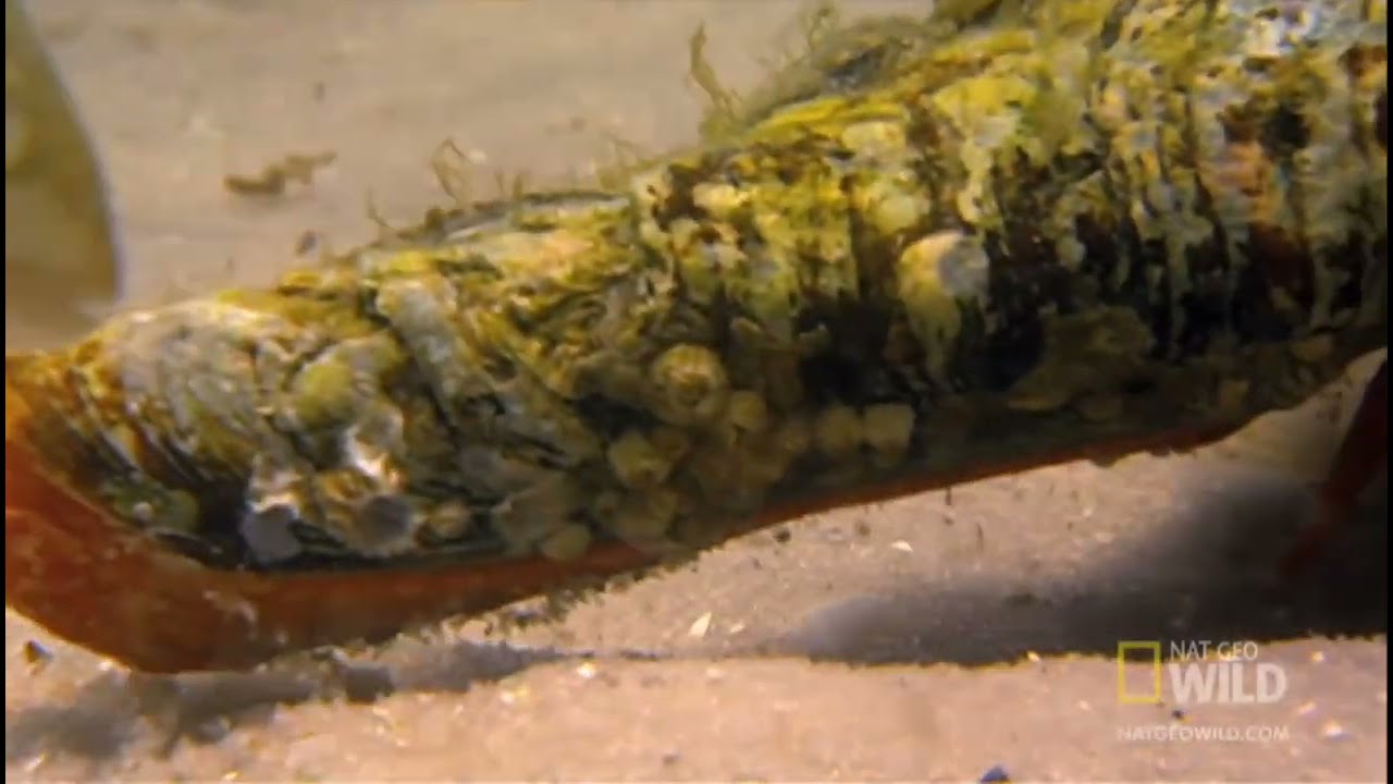 the giant horse conch weighs over 11 pounds