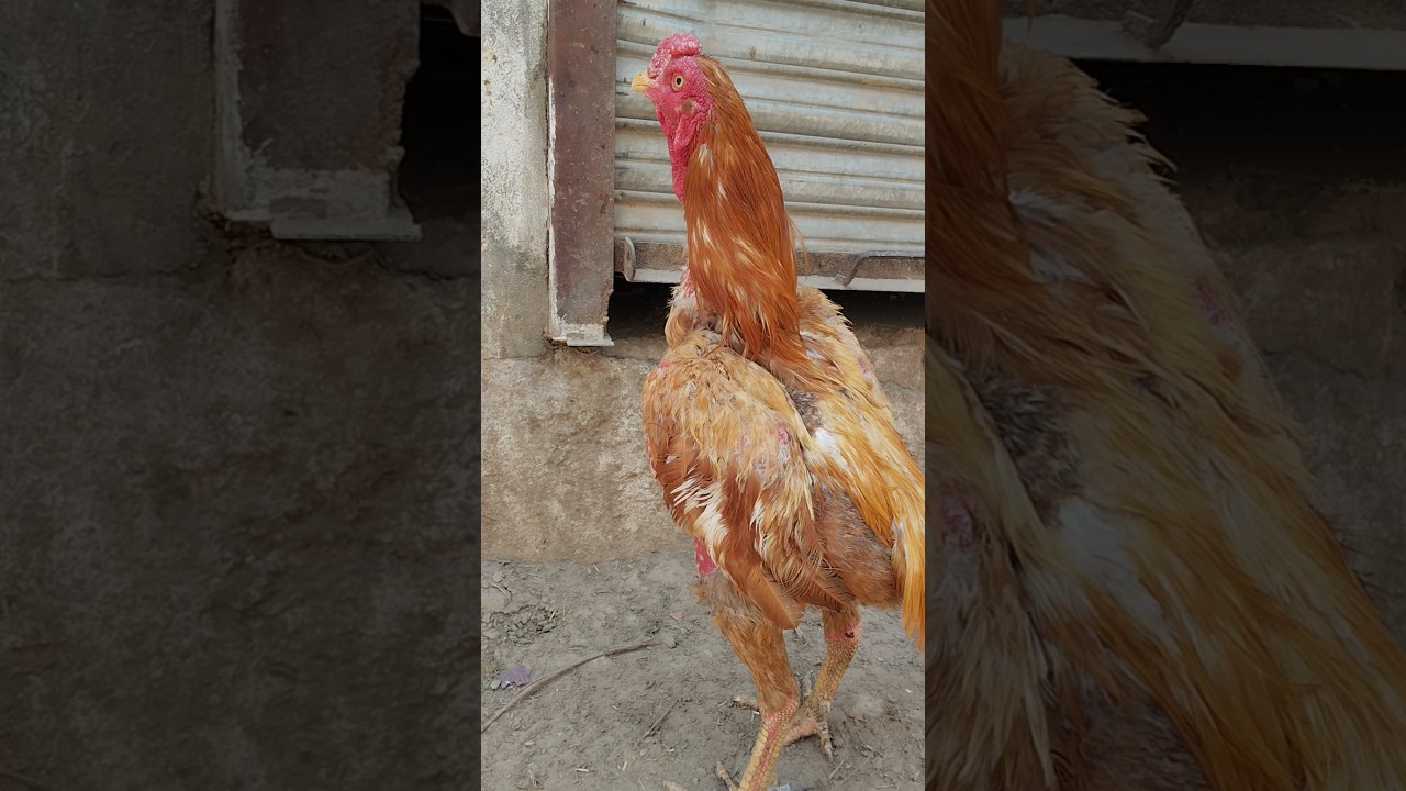 Mianwali Aseel breeds killer king breeds #mianwaliaseels