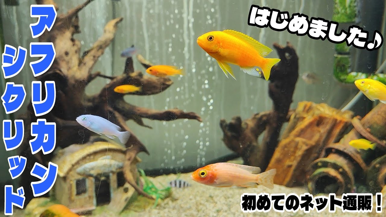 【初めてのネット通販】アフリカンシクリッド飼育はじめました