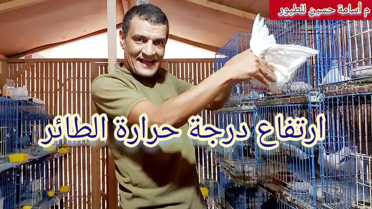 طيرك حمرا الجفون بتاعته وكمان وارمه ايه السبب في وجع عيون الحمام وبقية الطيور #م_أسامة_حسين