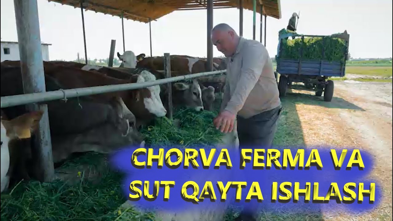 15 kishi yig'ilib ochilgan tadbirkorlik. Chorva ferma va sut qayta ishlash!