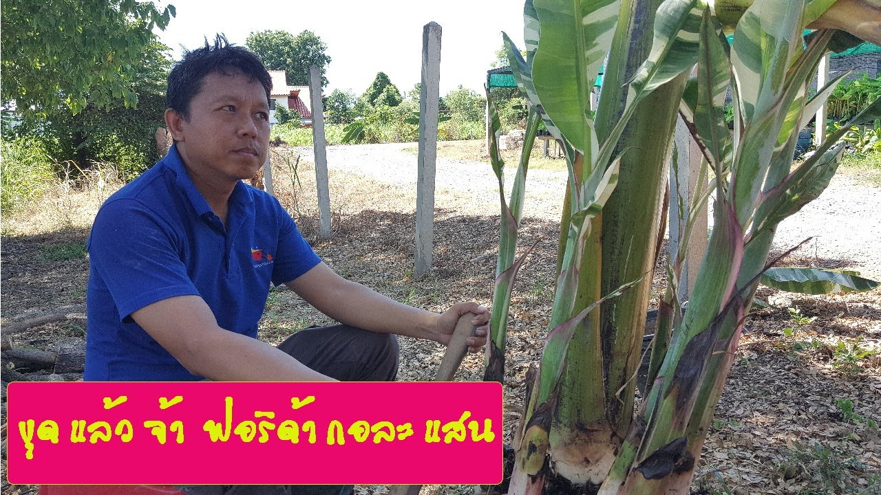 Variegated Banana # 15  ขุดอีกแล้ว ฟอริด้า กอเป็นแสนน