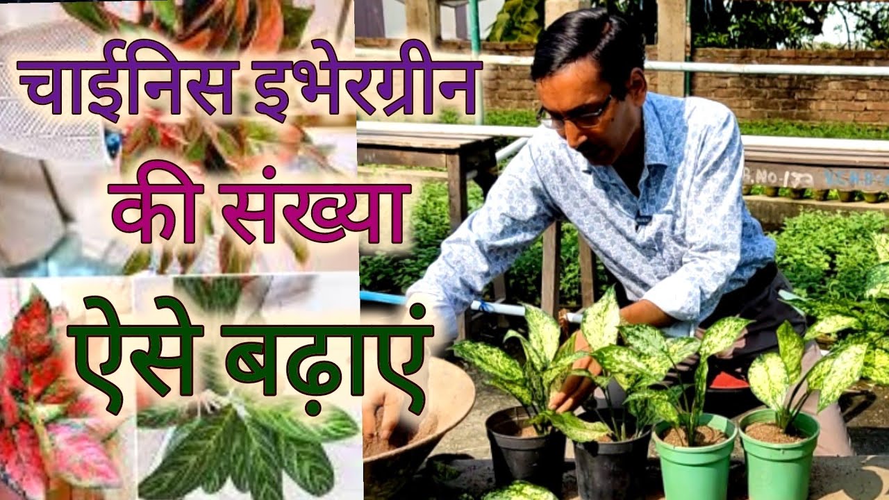 अग्लानीमा की संख्या नर्सरी तरीके से बढ़ा लें // Nursery method of Chinese Evergreen Propagation
