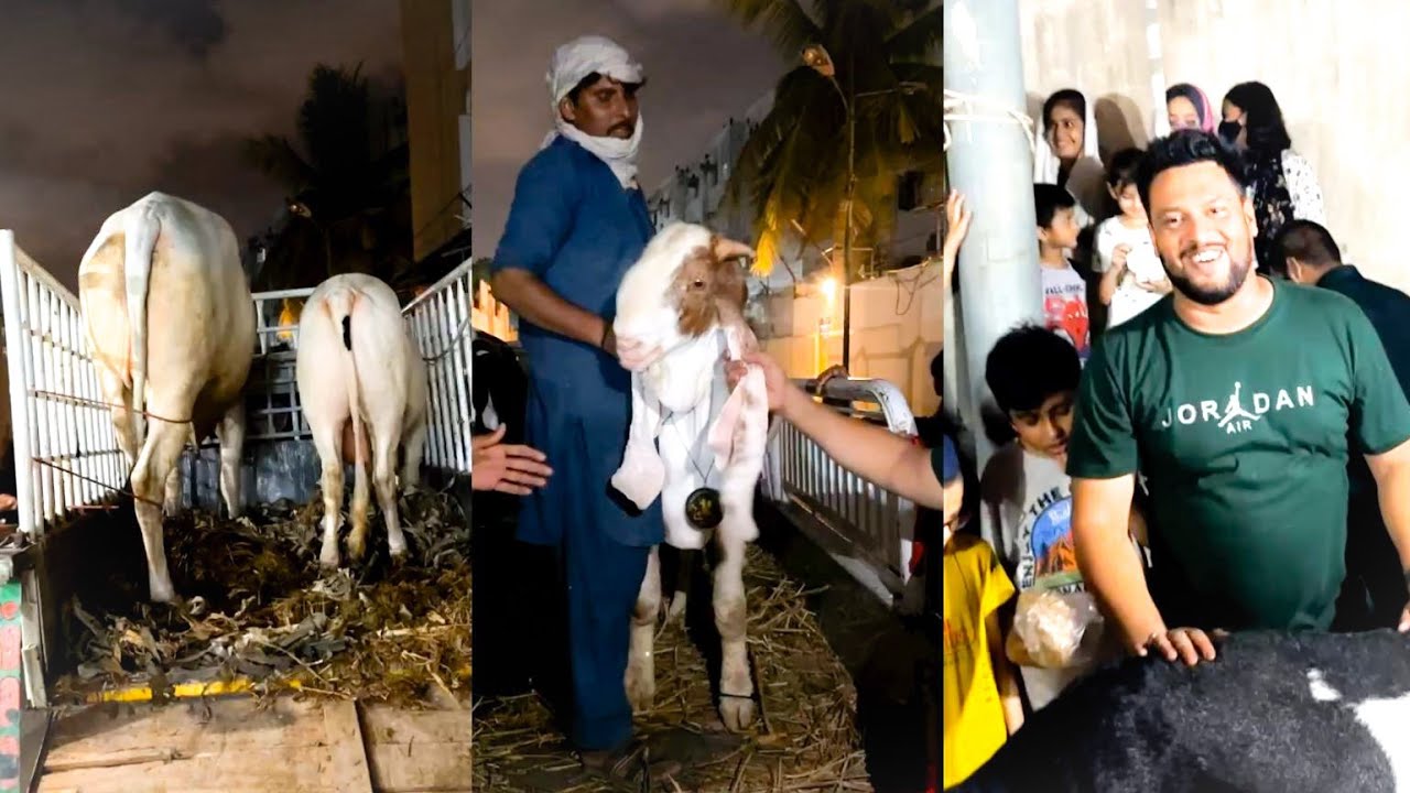 Dajli Bull Ne Banda Ko Zakhmi Kar Diya 🔥Dangerous Live Unloading  Waseem Bhai Ka Qurbani 2024