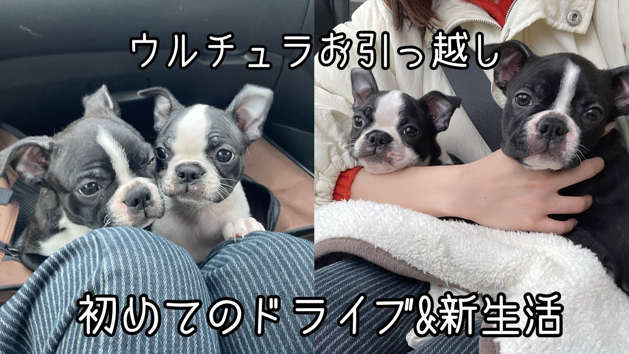 【ボストンテリアVlog #13】ついにウルチュラが旅立ちます🥺💖新しいステージへ🐶💖🪽