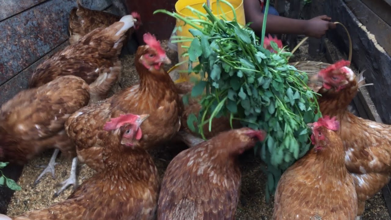 የዶሮ መኖ ወጪ በመቀነስ  ገቢያችንን እንዴት ማሳደግ እንችላለን