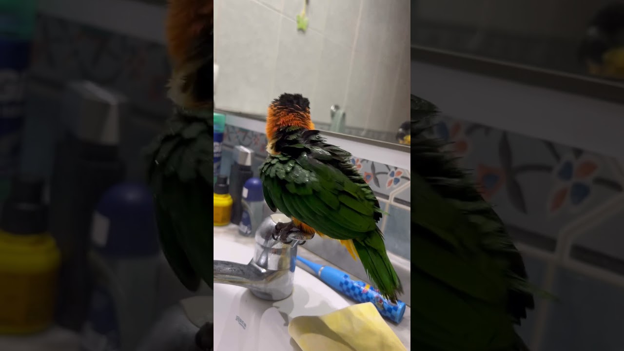 #caique