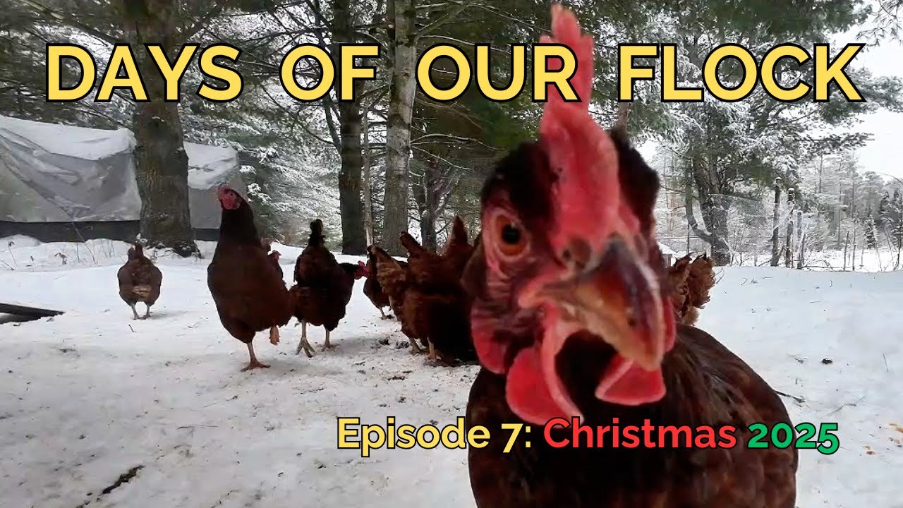 Days of Our Flock - Ep7: Christmas 2025