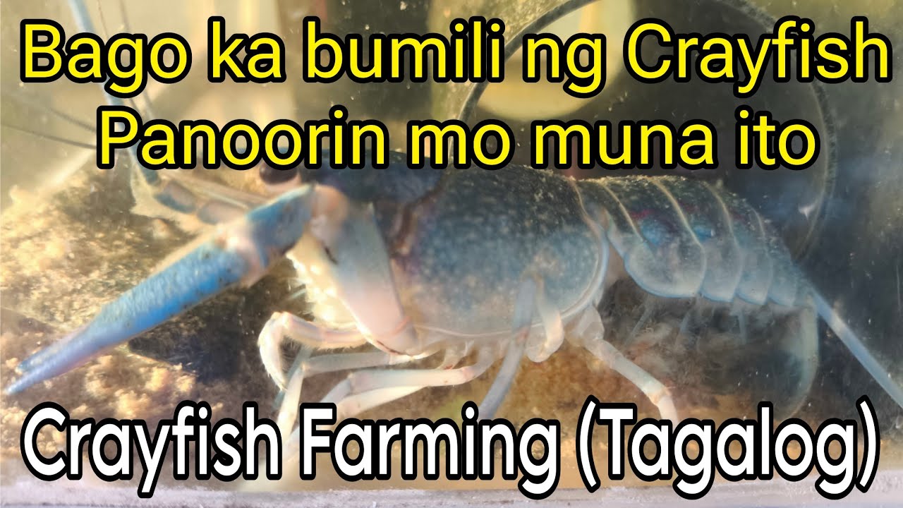 Paano mag alaga ng Crayfish step by step || Crayfish farming Philippines