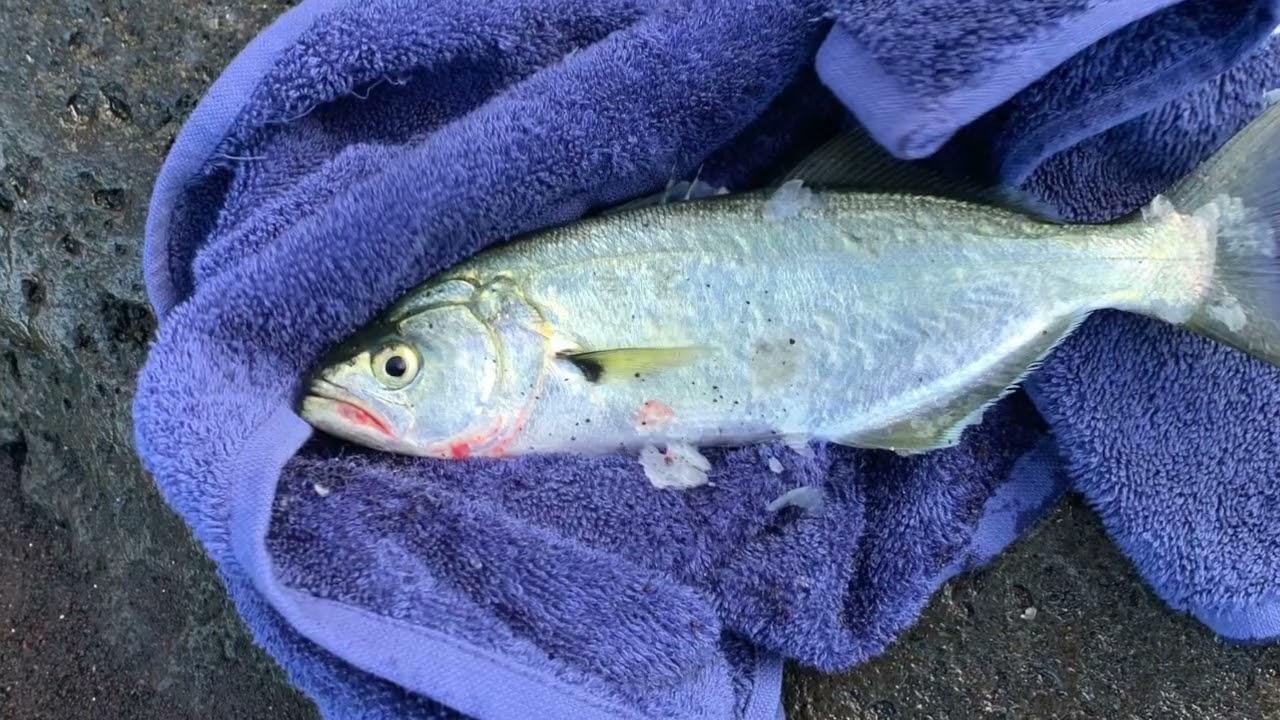 Fishing in Madeira 2/beach fishing/ lure fishing