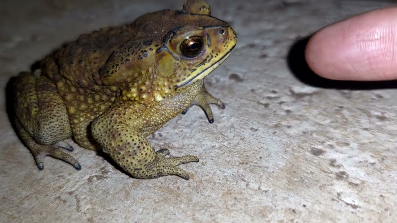 Frog ft Human Finger