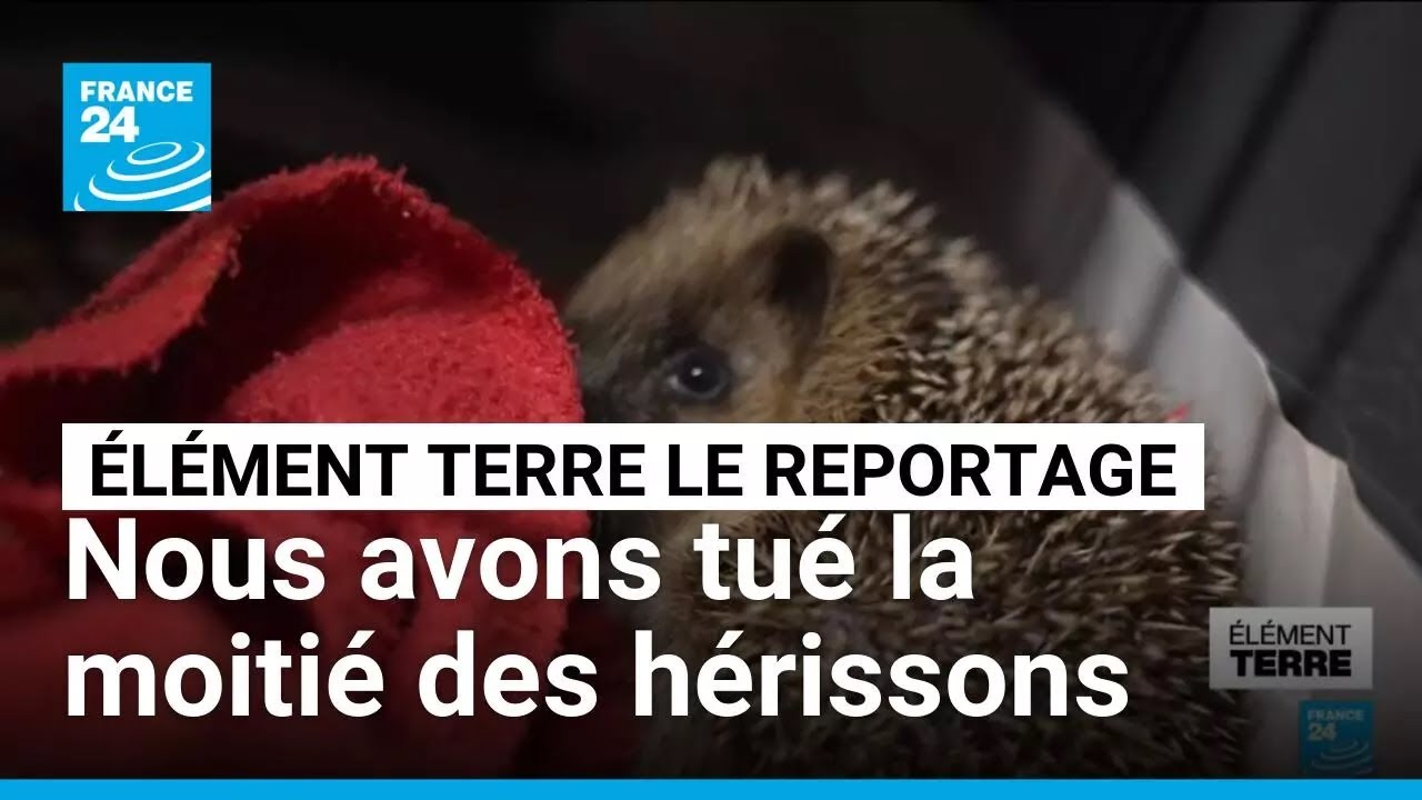 En France, la population de h&eacute;rissons a chut&eacute; de moiti&eacute; en dix ans &bull; FRANCE 24
