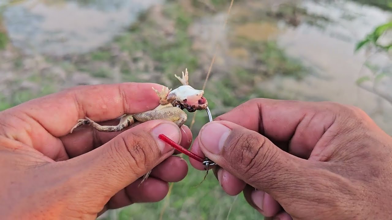 ទឹកស្រកអស់ហើយអត់មានកន្លែងបបក់ត្រីទៀតទេ #fishing  #adventure