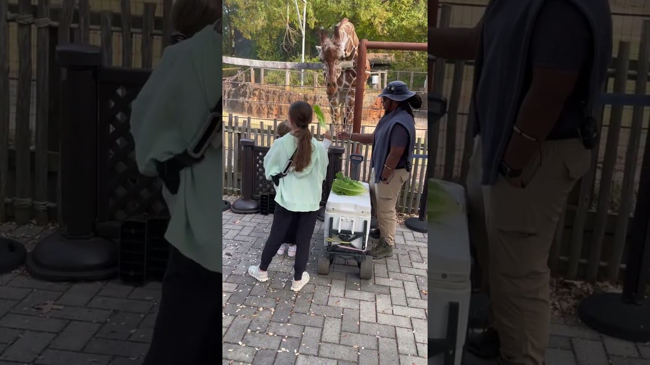 ATLANTA ZOO 2025 - Elephant, Rhinos, Graffs, Gorillas, Lions