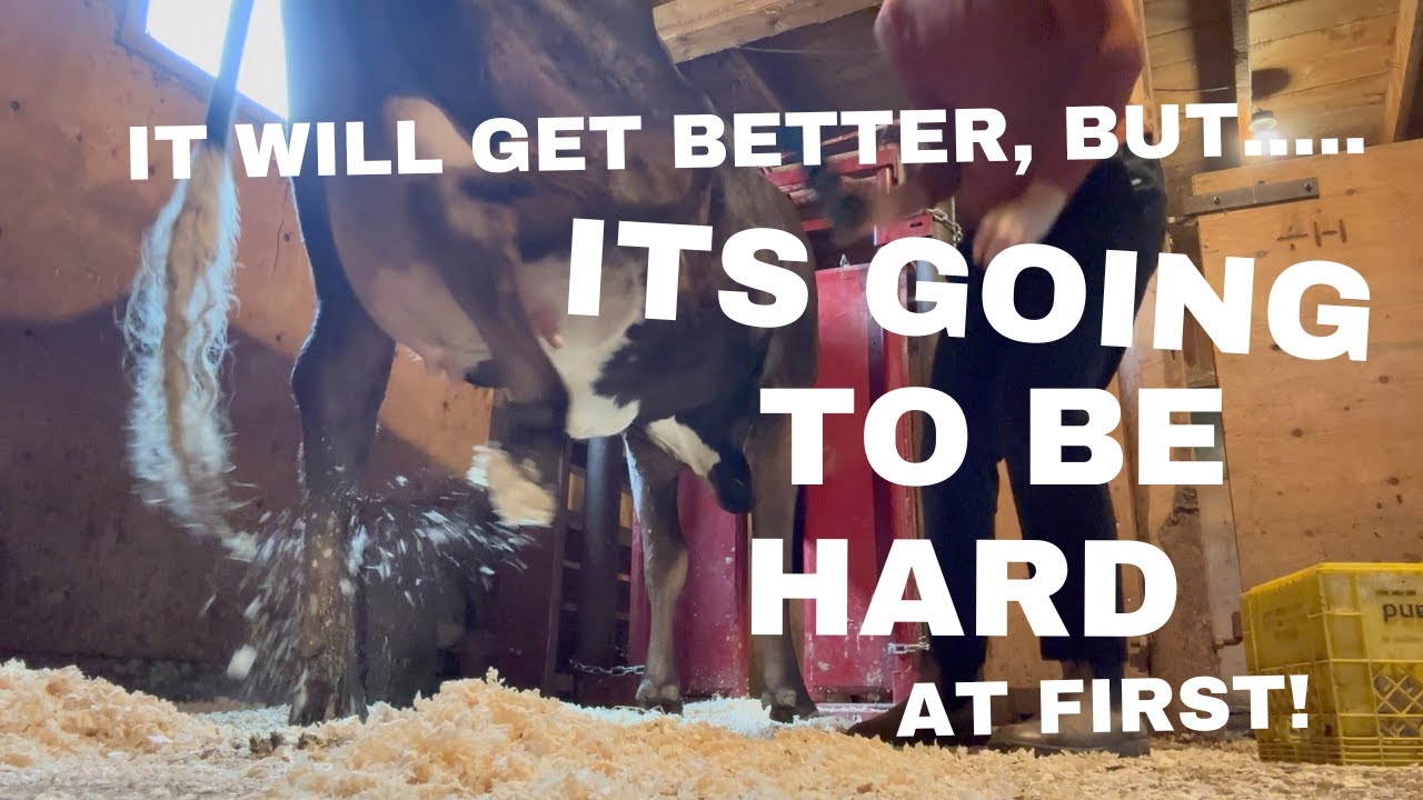 Milking my heifer for the first time/I have been working with her for a year.