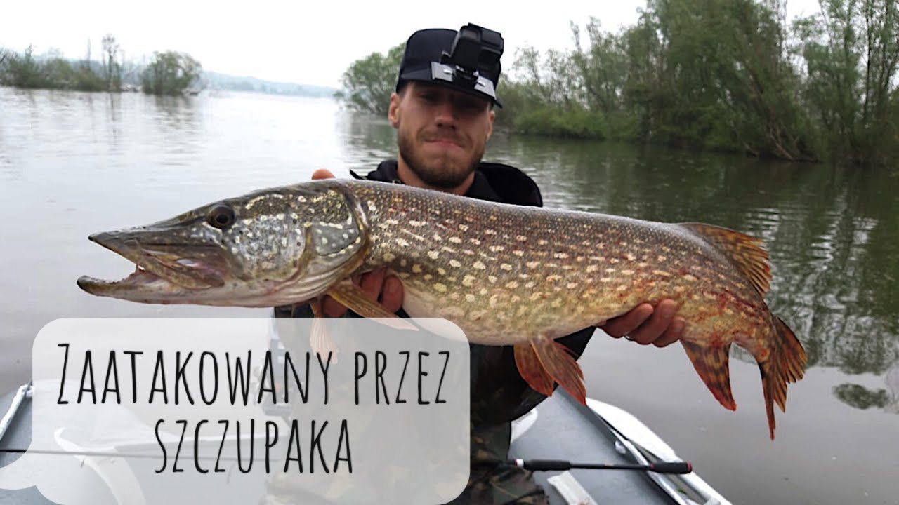 Zaatakowany przez szczupaka | Jezioro Otmuchów cz.1